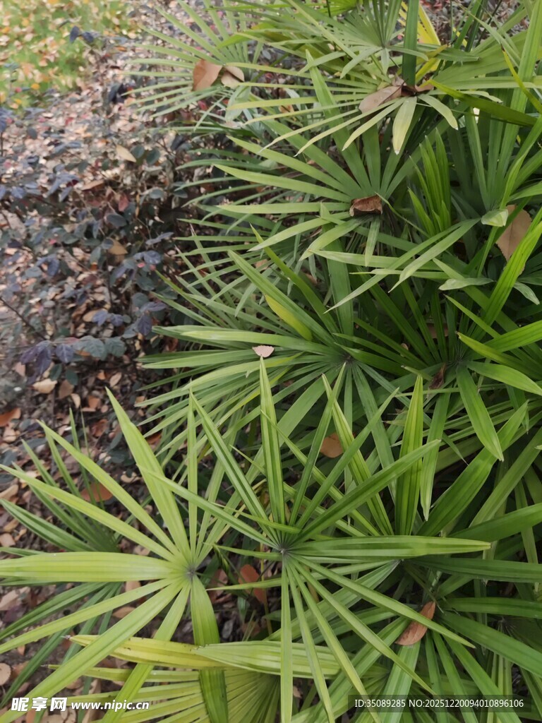 翠绿丛生的阔叶植物