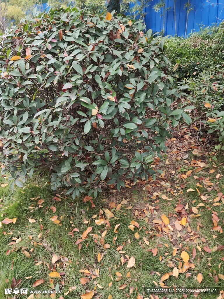 绿叶灌木旁的散落枯叶