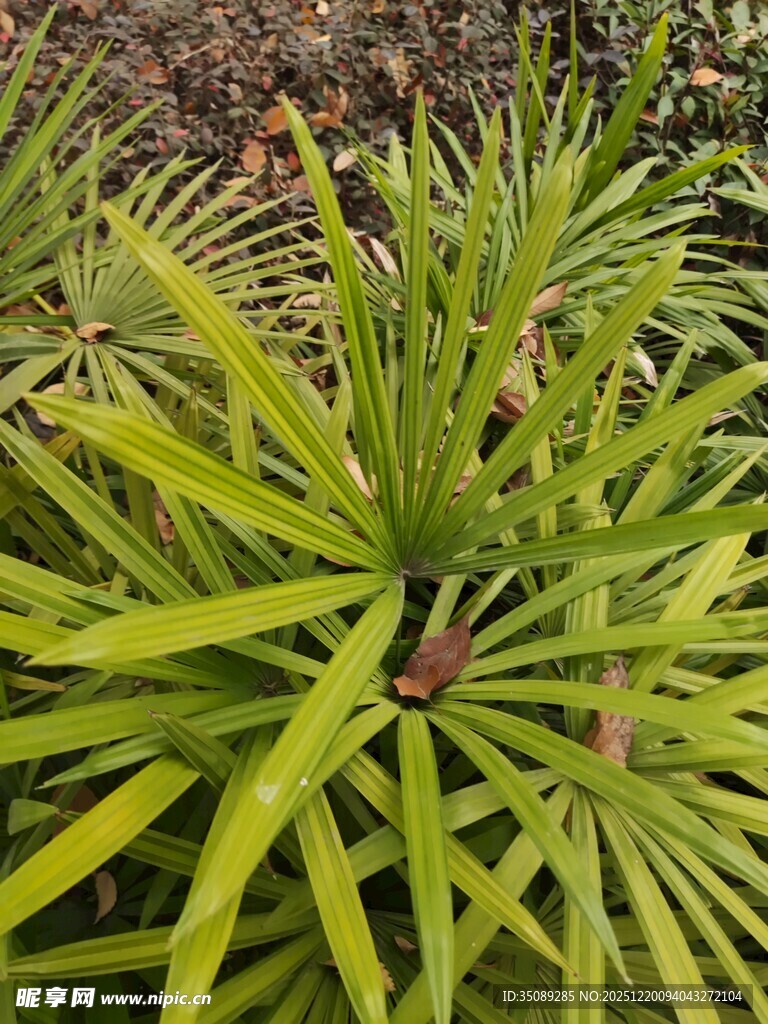 翠绿舒展的植物叶片