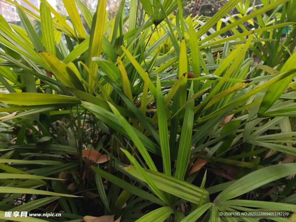 翠绿蒲葵叶清新自然景