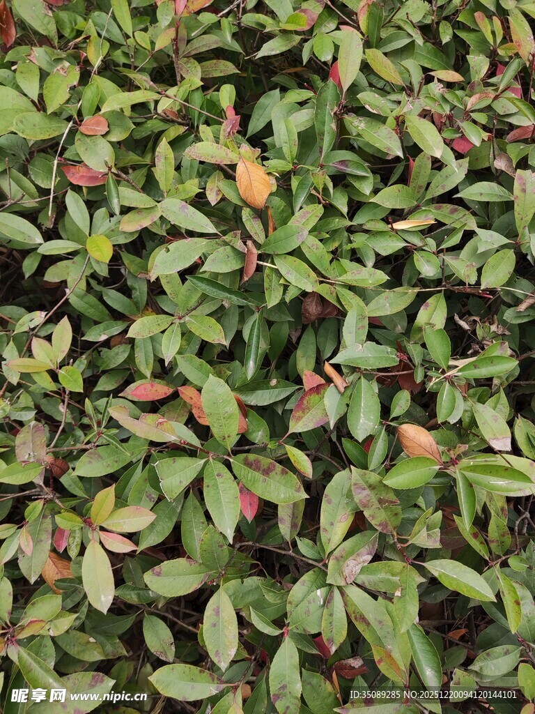 茂密绿植叶片特写