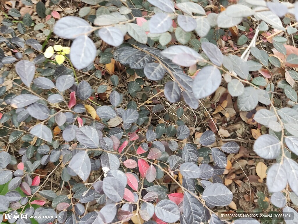 地面上的多彩落叶与植物