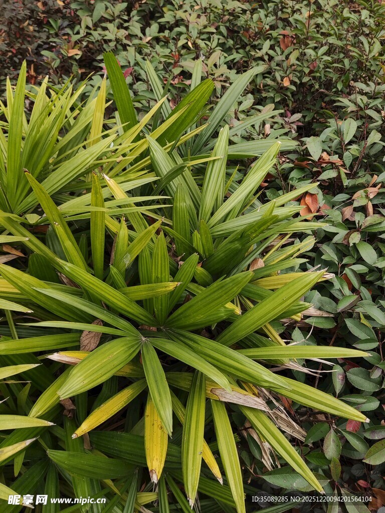 翠绿丛生的剑叶植物