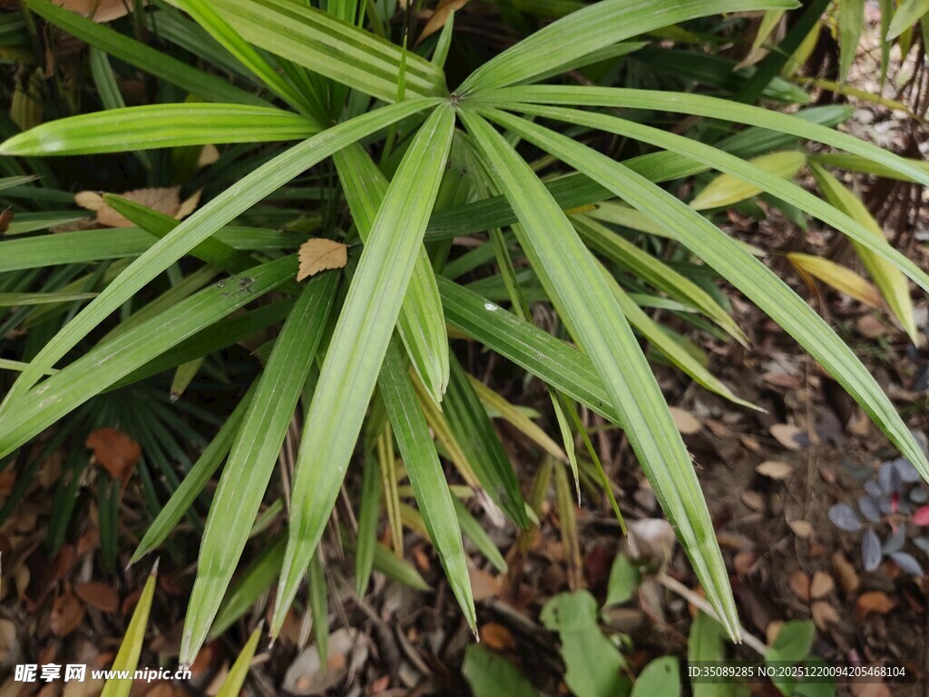 翠绿舒展的细长叶片植物