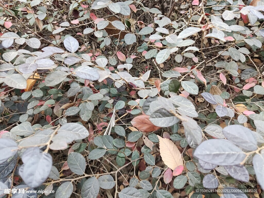 地面上的多彩落叶景象