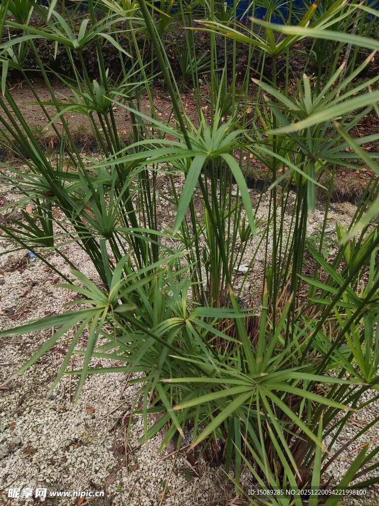 水边生长的绿色旱伞草