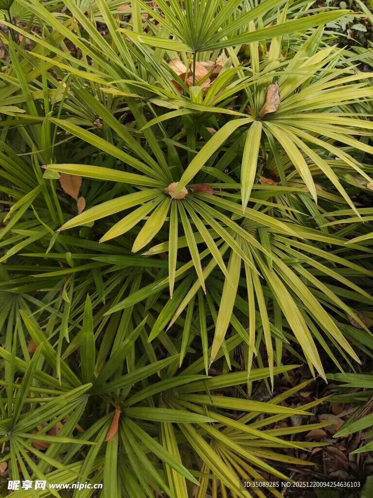 翠绿棕竹叶片特写