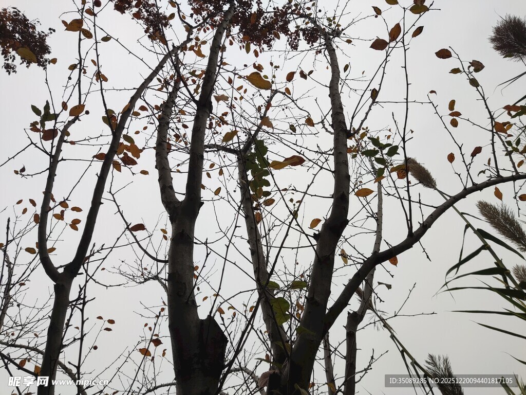 枝头小鸟栖于萧瑟树枝间