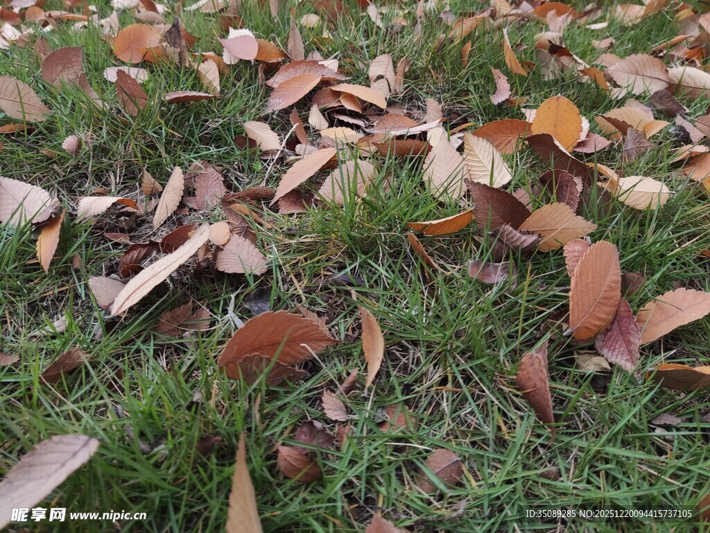 草地上的缤纷落叶