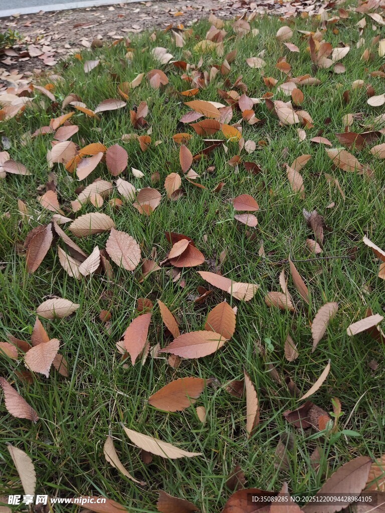地面上的多彩落叶