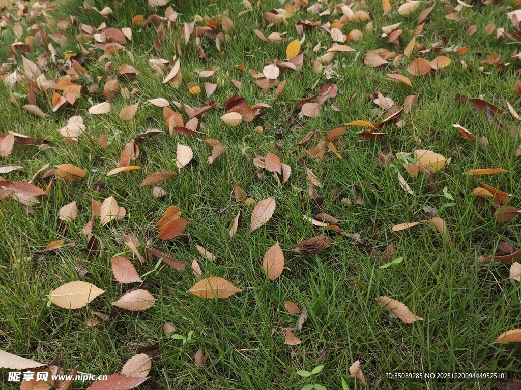 草地落叶秋景图