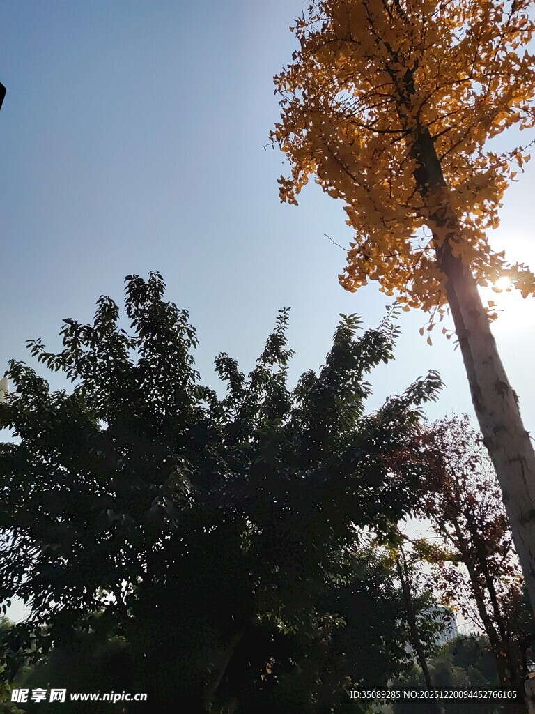 秋日挺拔树木景致