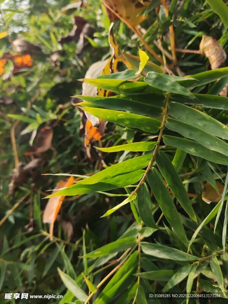 翠绿枝叶间的橙黄果实