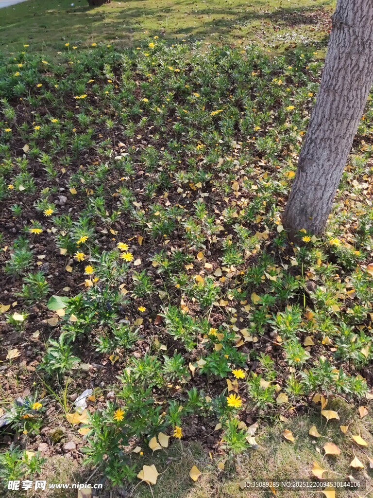 树下多彩植物景观