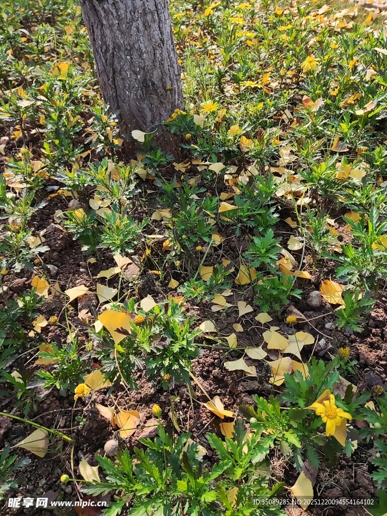 树下落叶与青草的景致