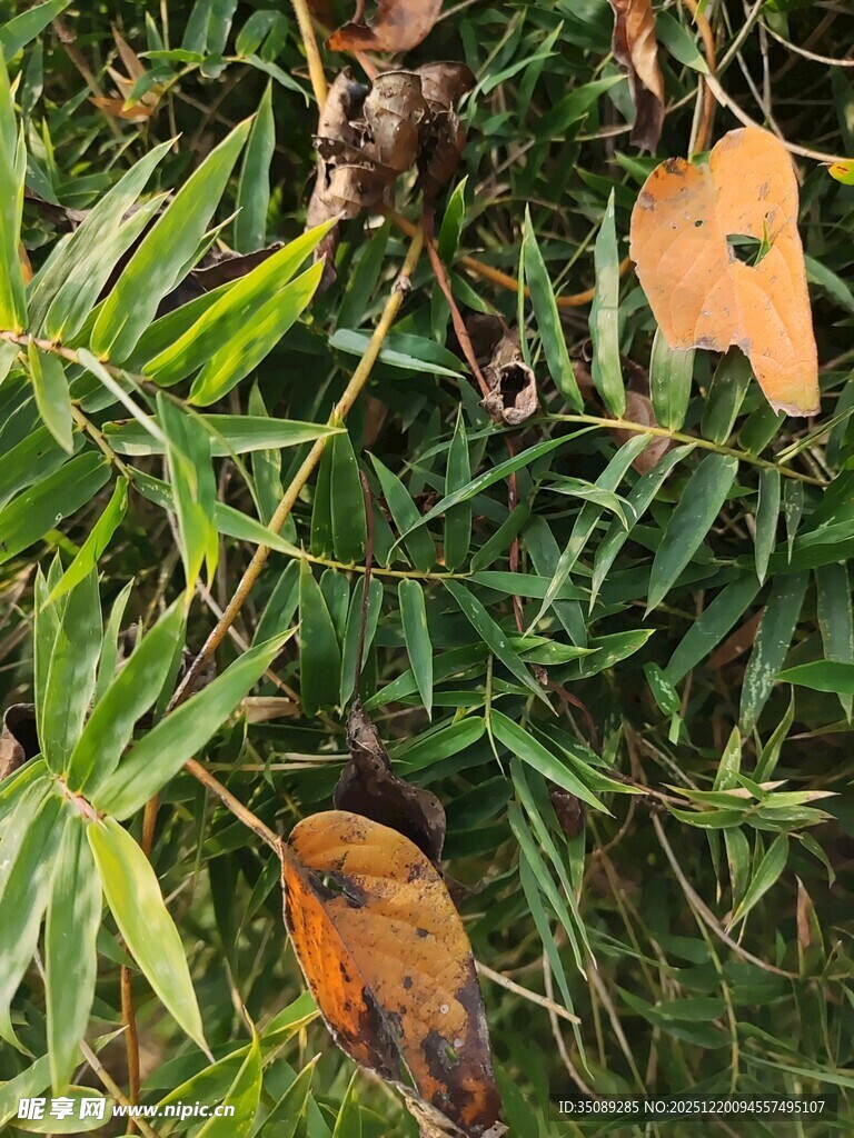 绿叶间的枯黄叶片