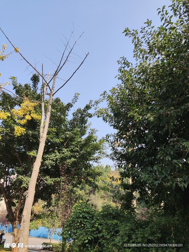 户外树木与蓝天景观