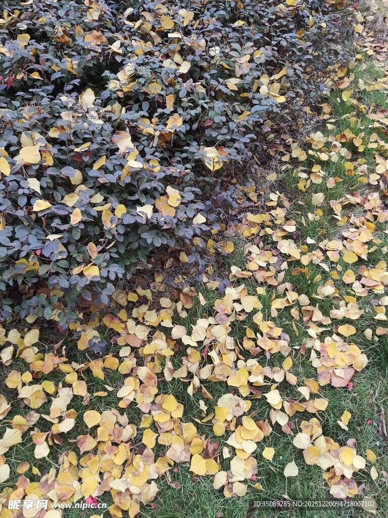 落叶铺地的秋日美景