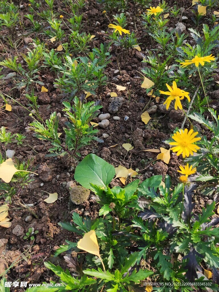 草地中的黄色小花绽放