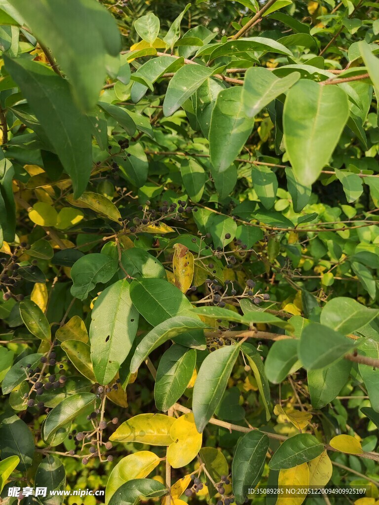 绿叶丛中的黄绿叶片