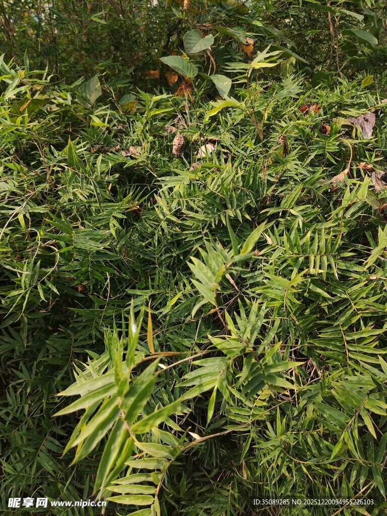 茂密绿色植物景观