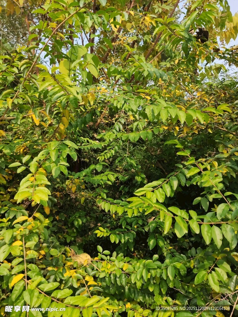 茂密翠绿的树叶景观