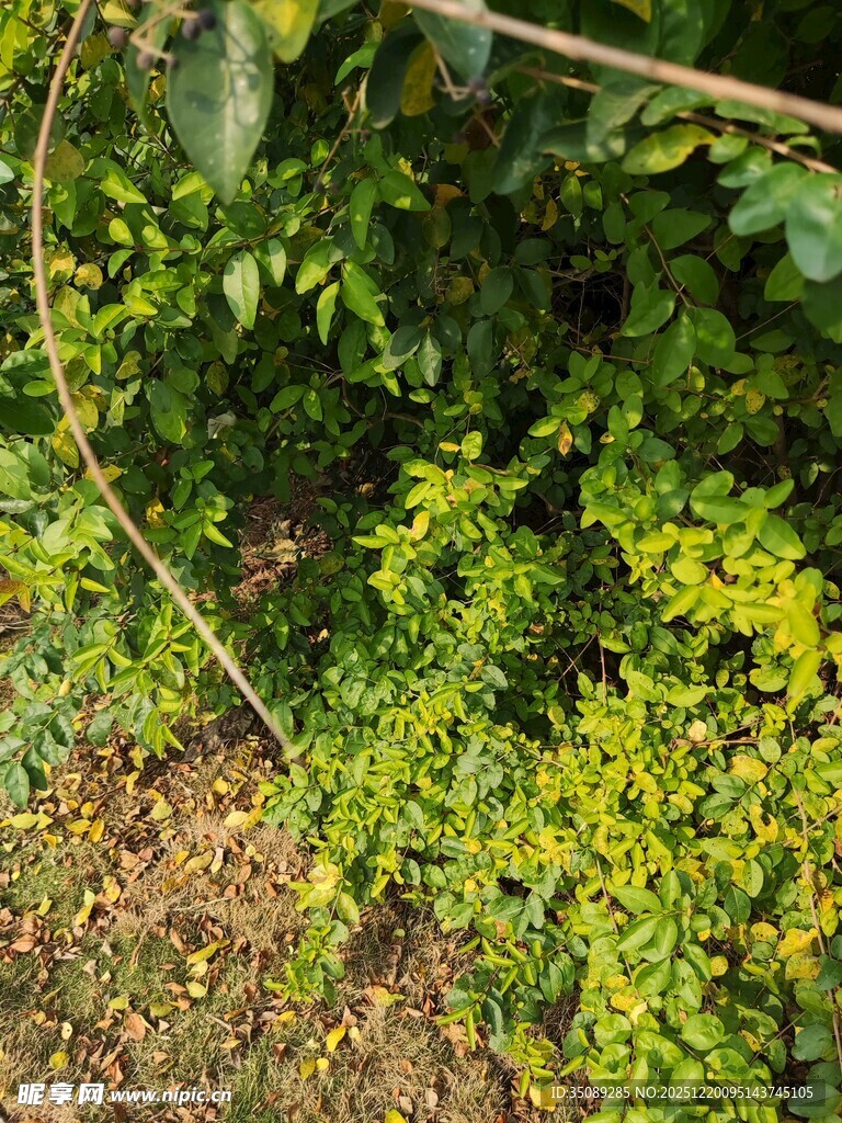 翠绿藤蔓植物生机盎然