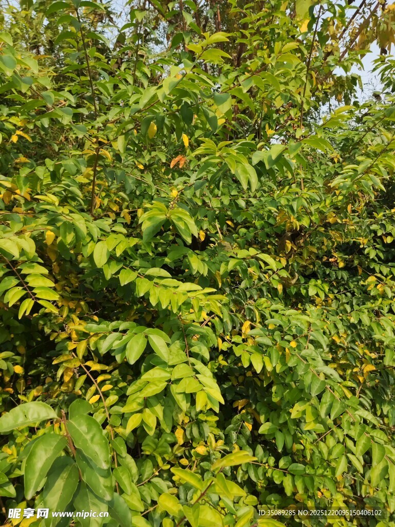 茂密葱郁的绿色树叶景观