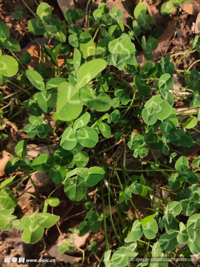 地面上的嫩绿植物与枯叶
