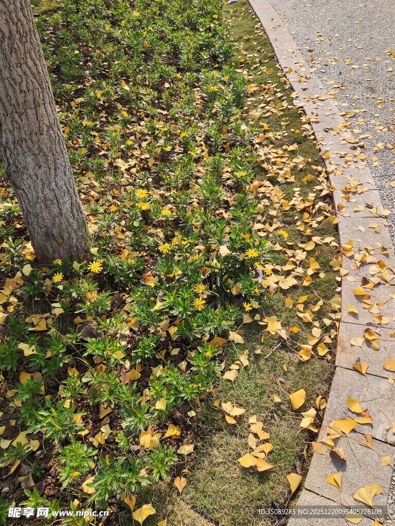 树下落叶与绿植景象