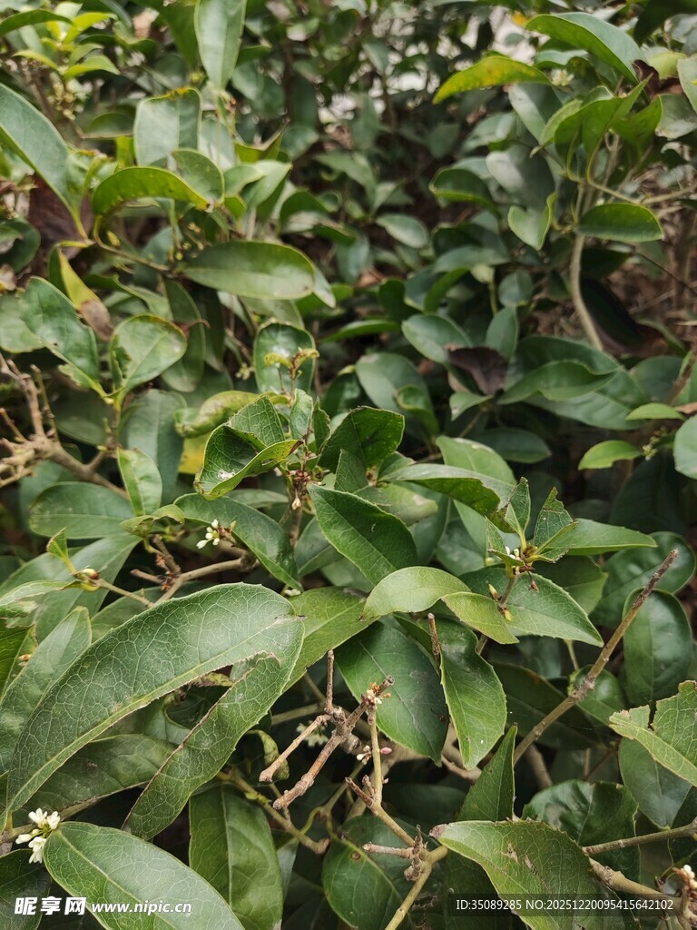 茂密绿植特写