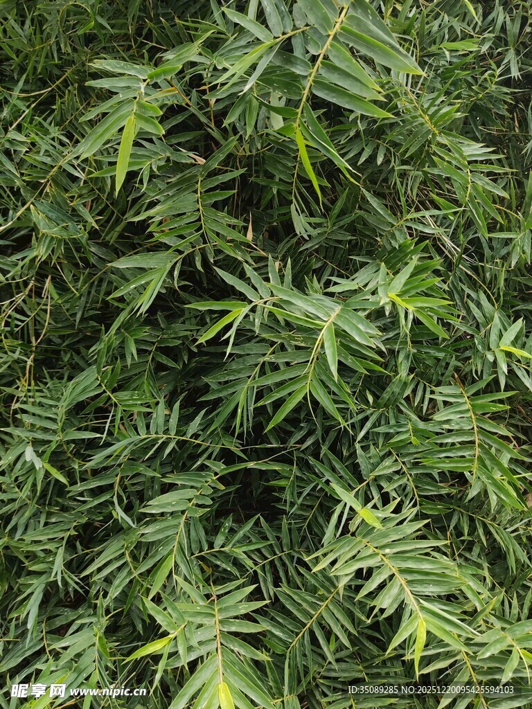 茂密翠绿的羽状叶片植物