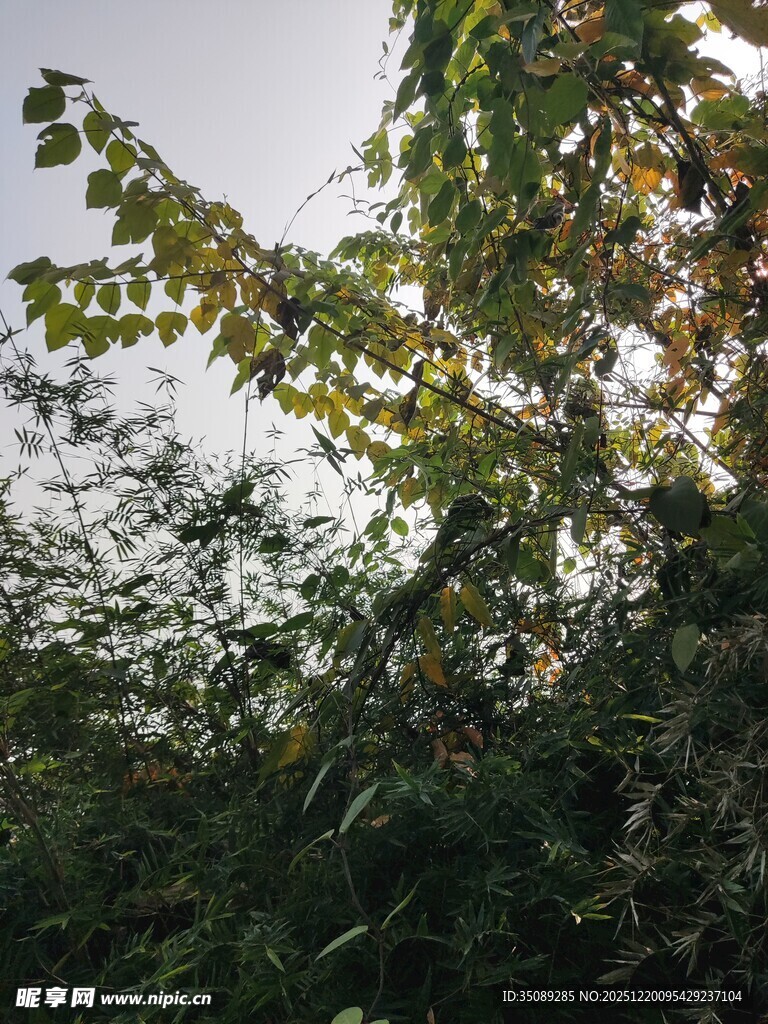 阳光下的繁茂树叶