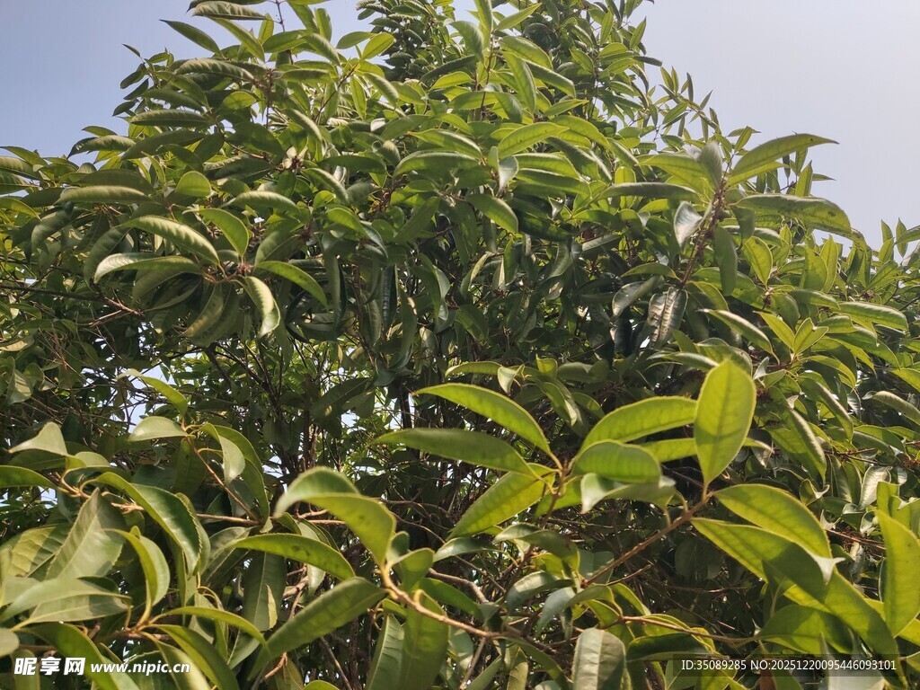 茂盛绿叶的树木