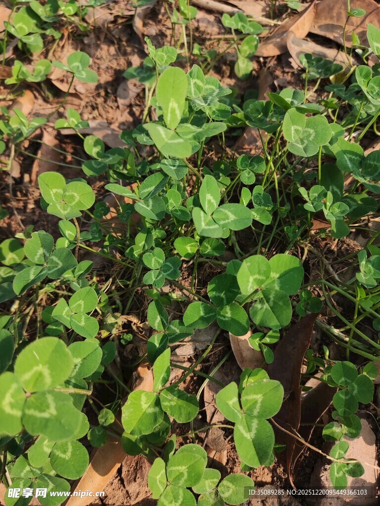 嫩绿植物生长于土地间