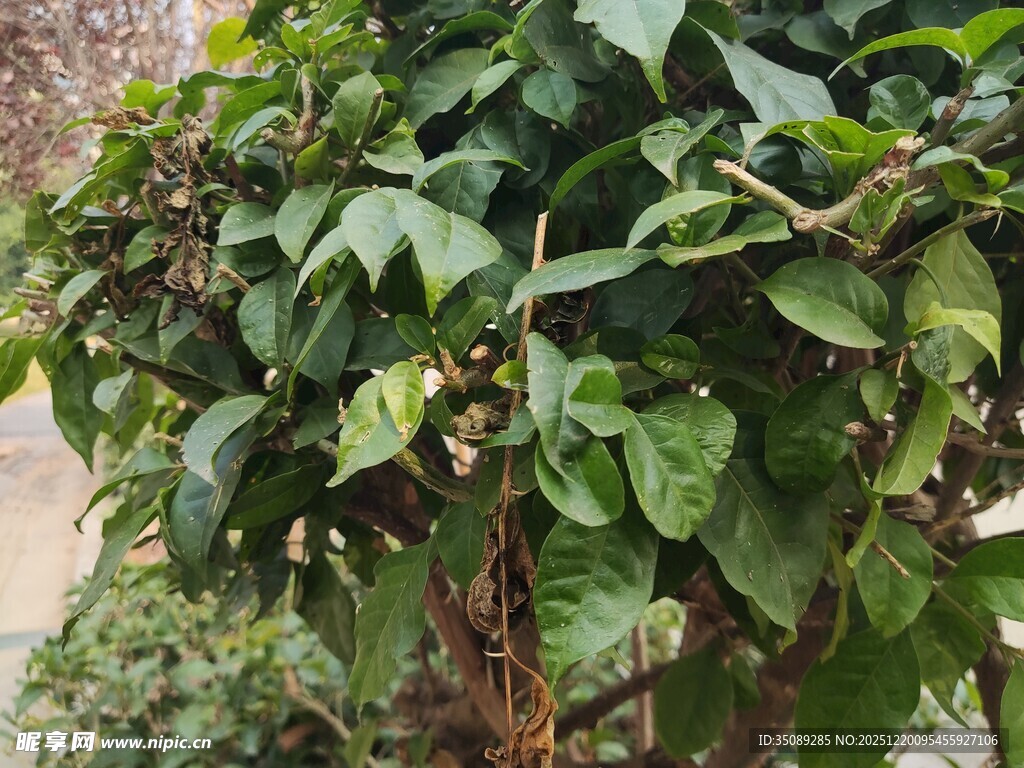 绿叶繁茂的植株