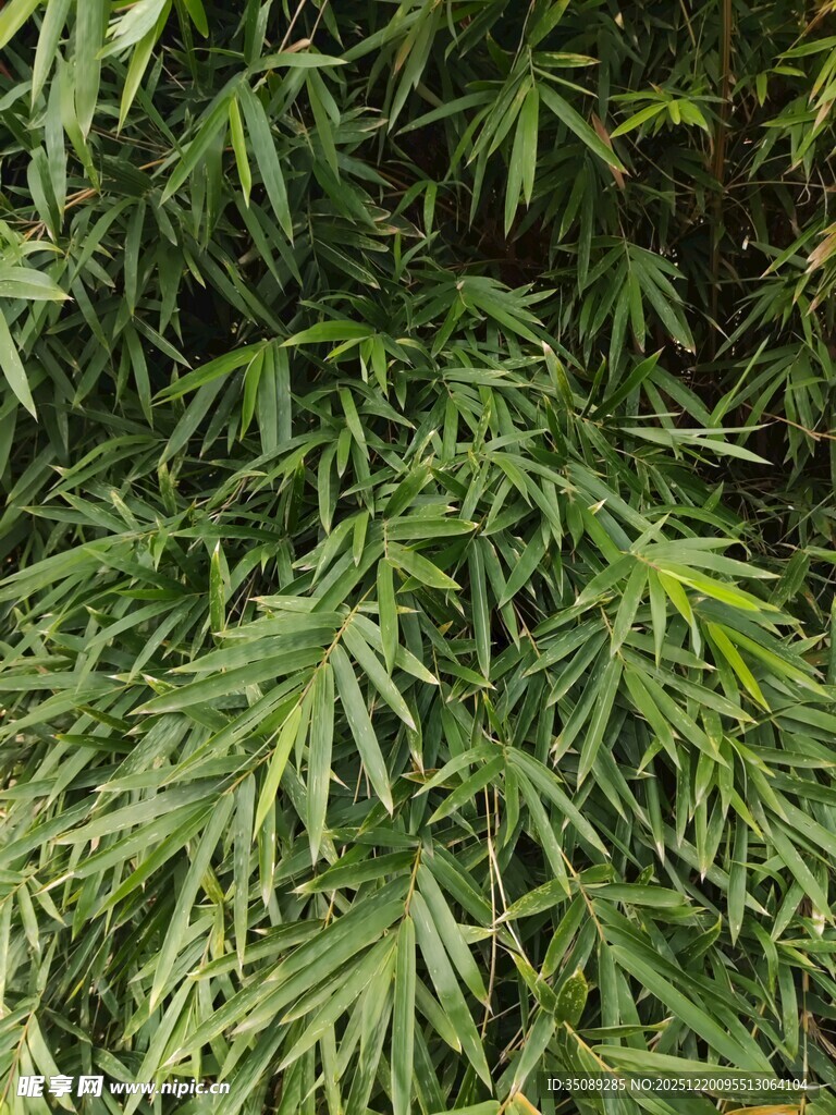 翠绿繁茂的羽状叶片植物