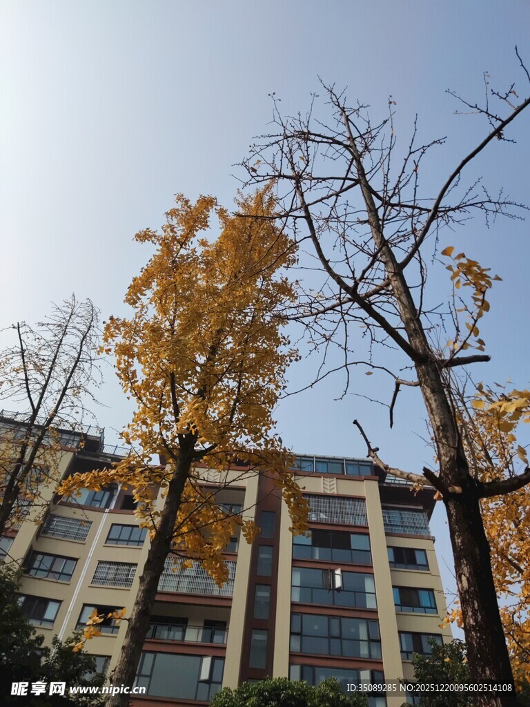 秋日校园中的金黄银杏树