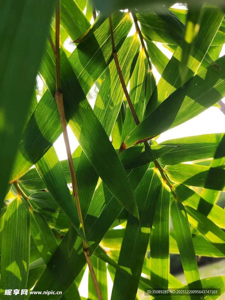 翠绿竹叶间的光影之美