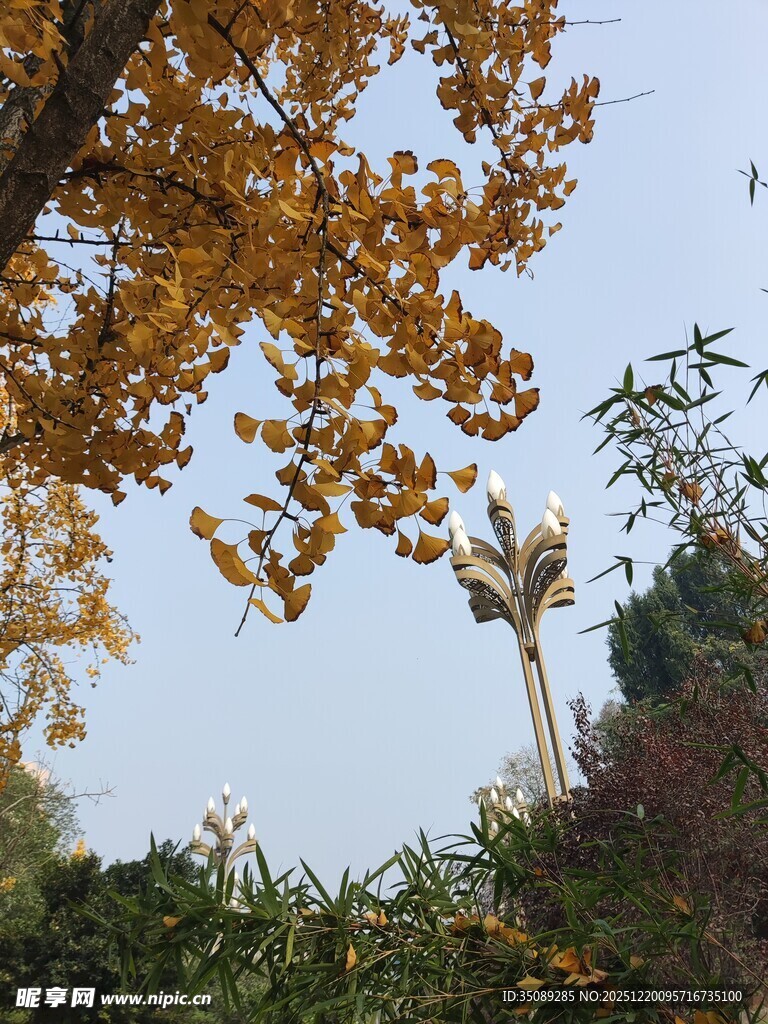 秋日树梢黄叶映蓝天