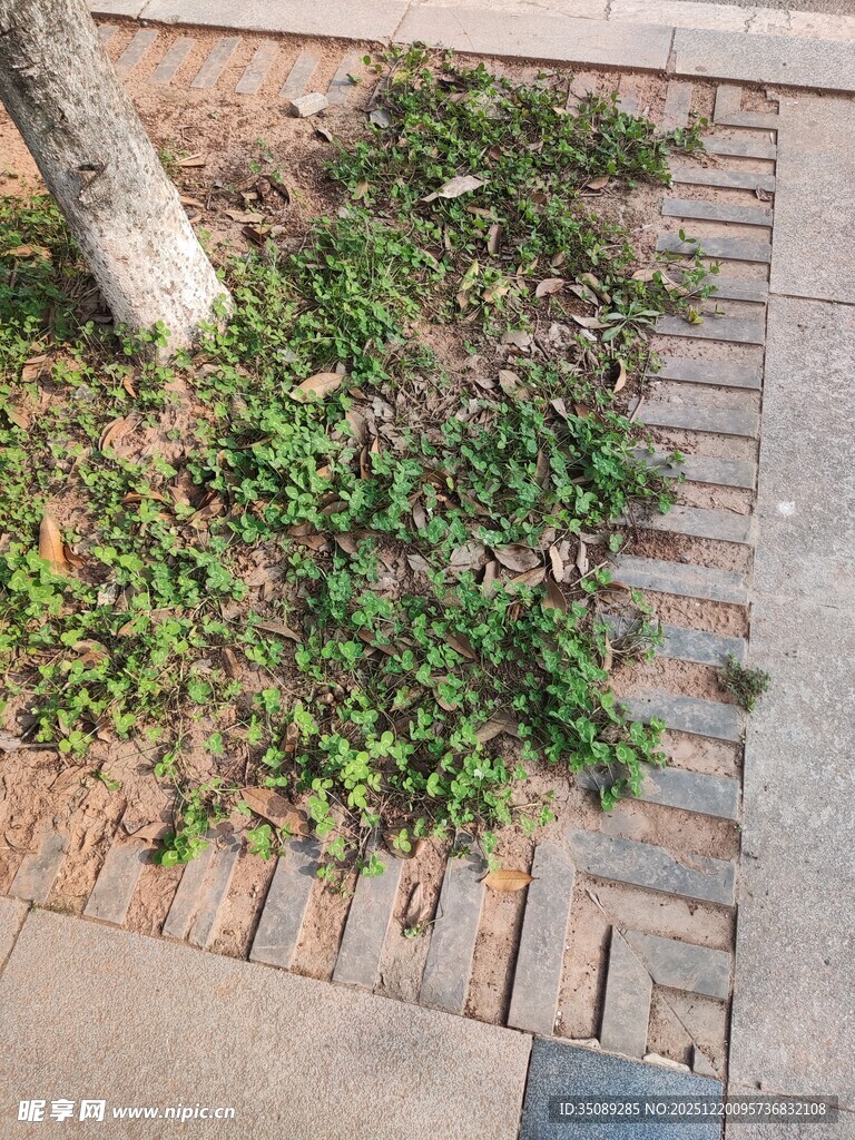 树下砖缝间生长的绿色小草