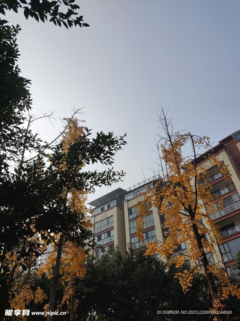 秋日校园建筑旁金黄树木