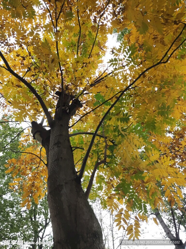 秋日金黄树冠特写