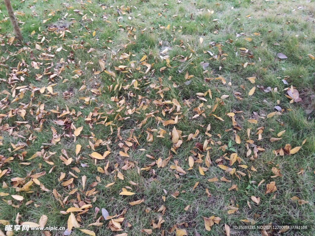 地面上的枯黄落叶