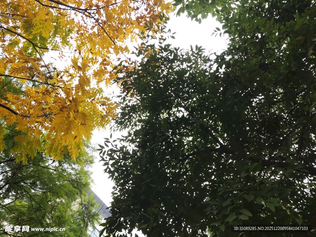 秋日林间树梢景致