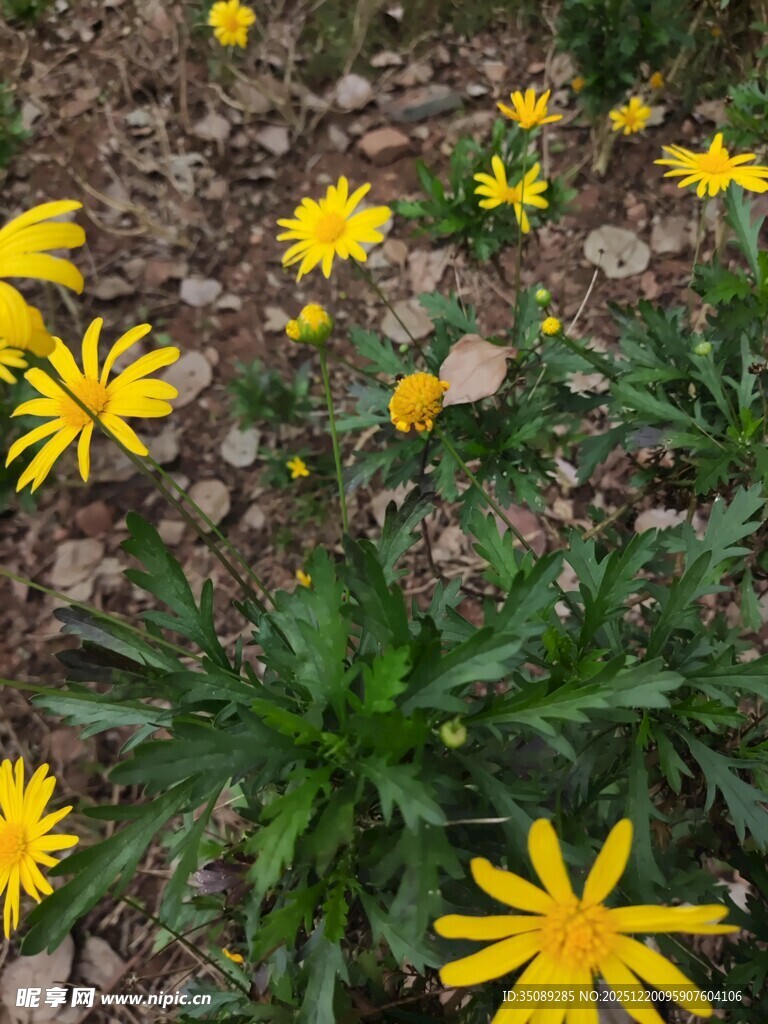 黄色小花绽放于碎石间