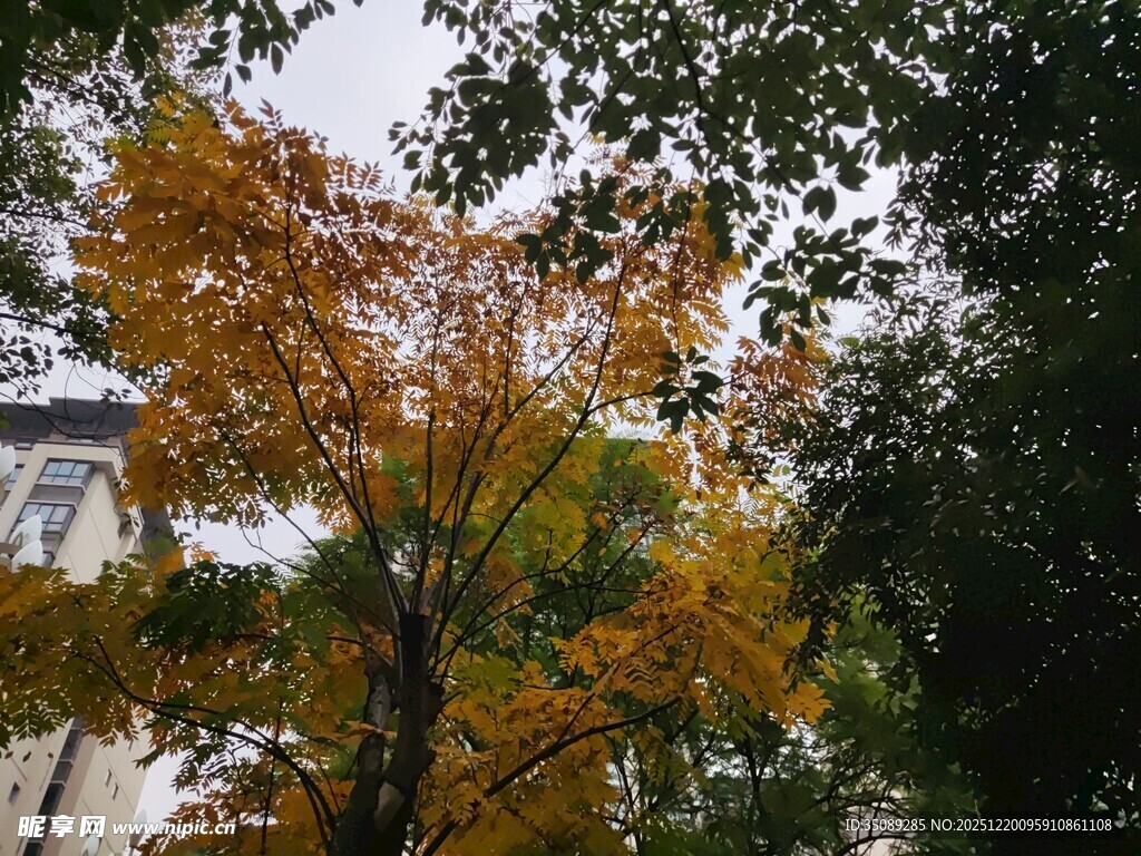 秋日斑斓树木景致