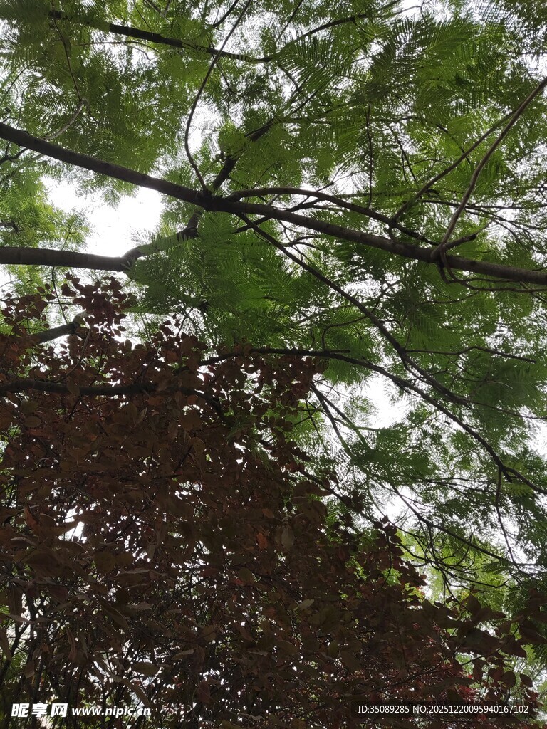 繁茂绿树间的光影景致