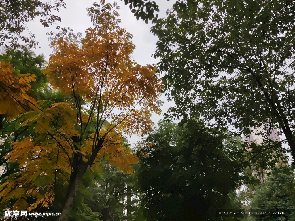 秋日树林斑斓景致