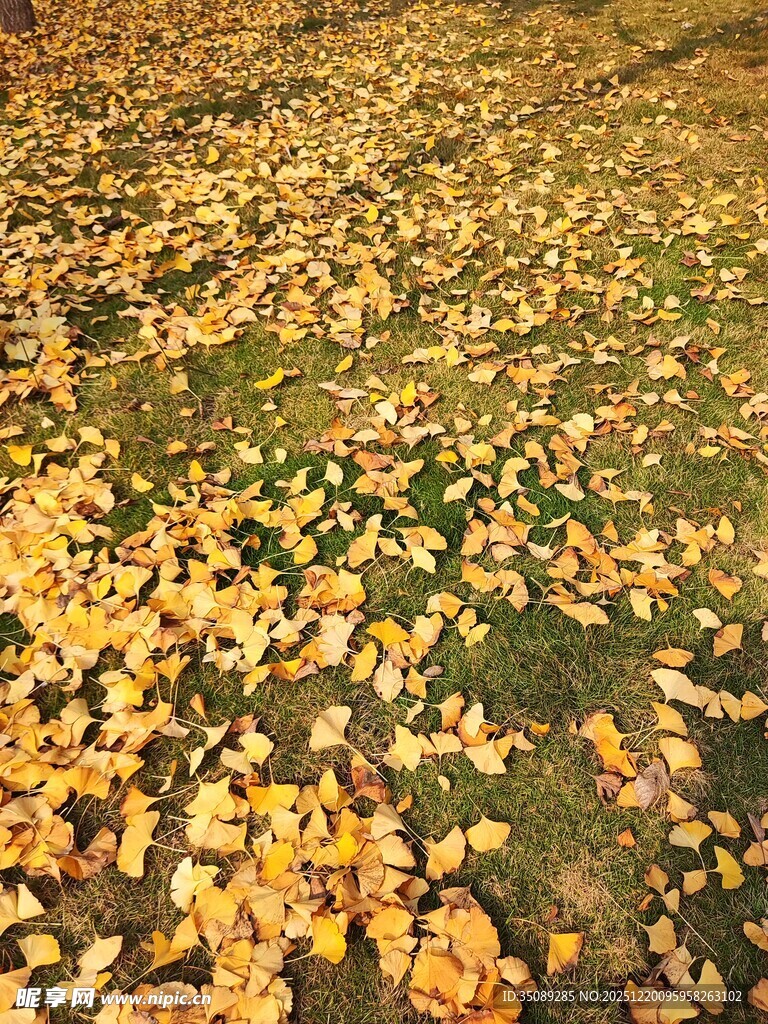 金黄落叶铺就的秋日美景